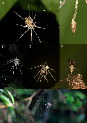 Spider-like decoy of Cyclosa sp. observed in the Philippines with spider resting within the decoy structure