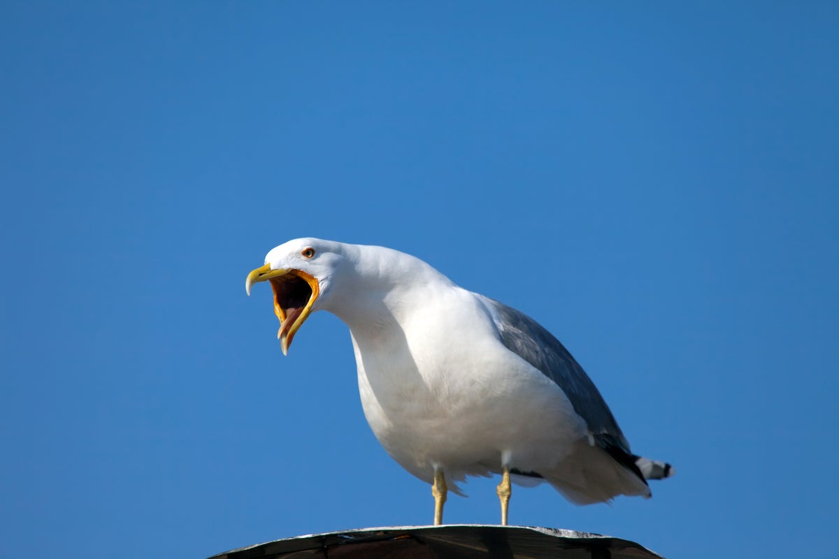 Finally, scientists have given us all the permission we needed to yell at seagulls Finally, scientists have given us all the permission we needed to yell at seagulls