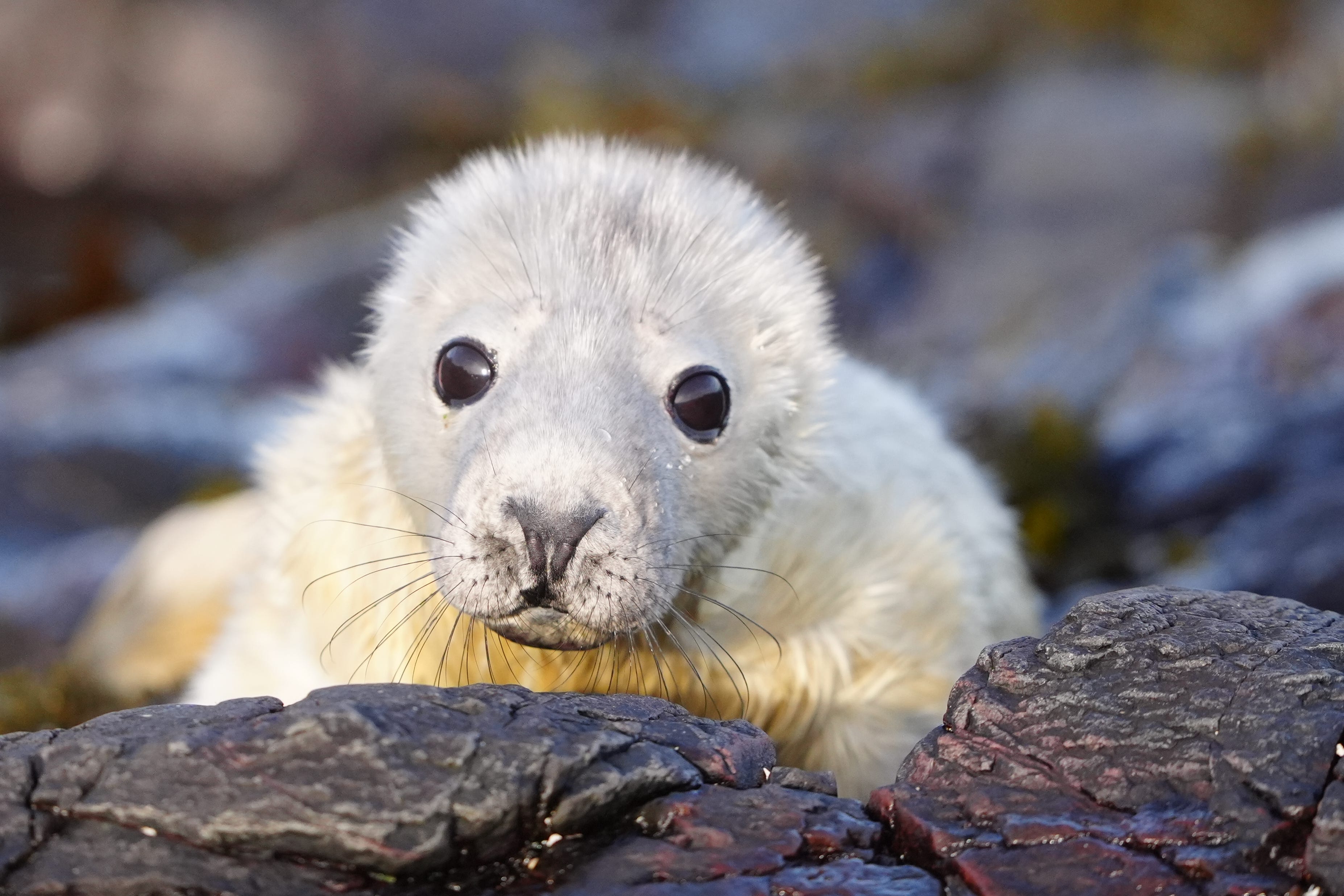 A young pup born on the Farne Islands this autumn (Owen Humphreys/PA)