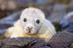 World’s longest-running grey seal survey continues on remote Farne Islands