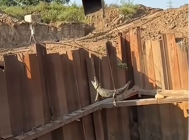 <p>A crane lifts the crocodile out of the pit</p>