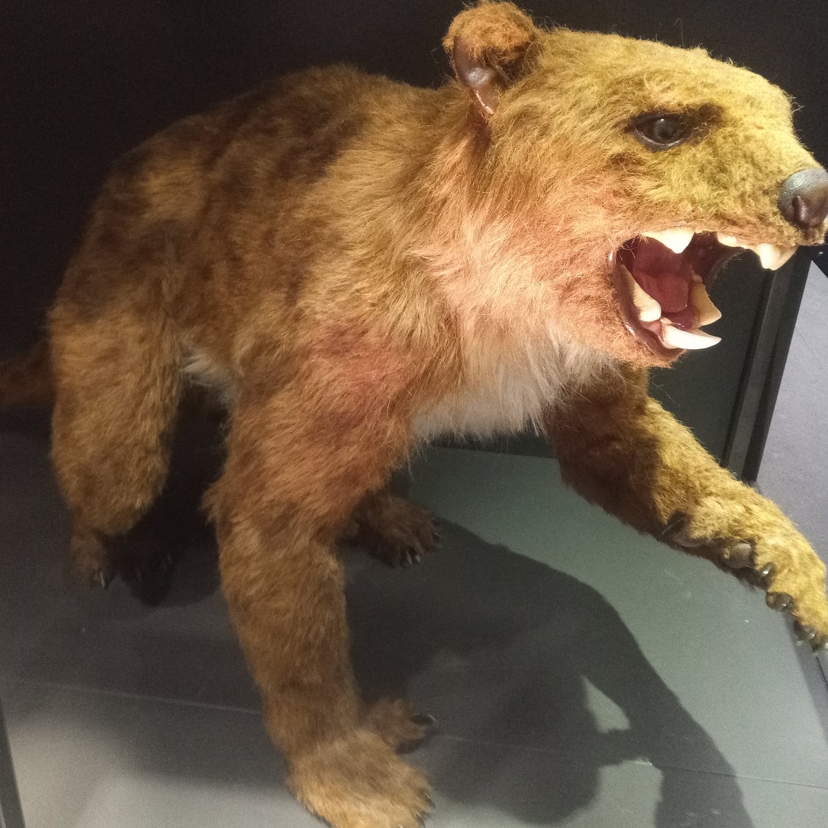 Carnivorous 'marsupial lion' once roamed Australia, scientists