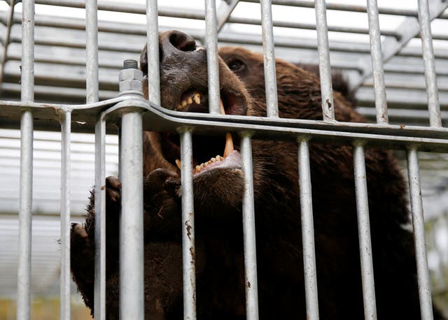 <p>File. A brown bear gnaws at the cage it is trapped in in Sunagawa, Hokkaido Prefecture, Japan, 16  October 2024</p>