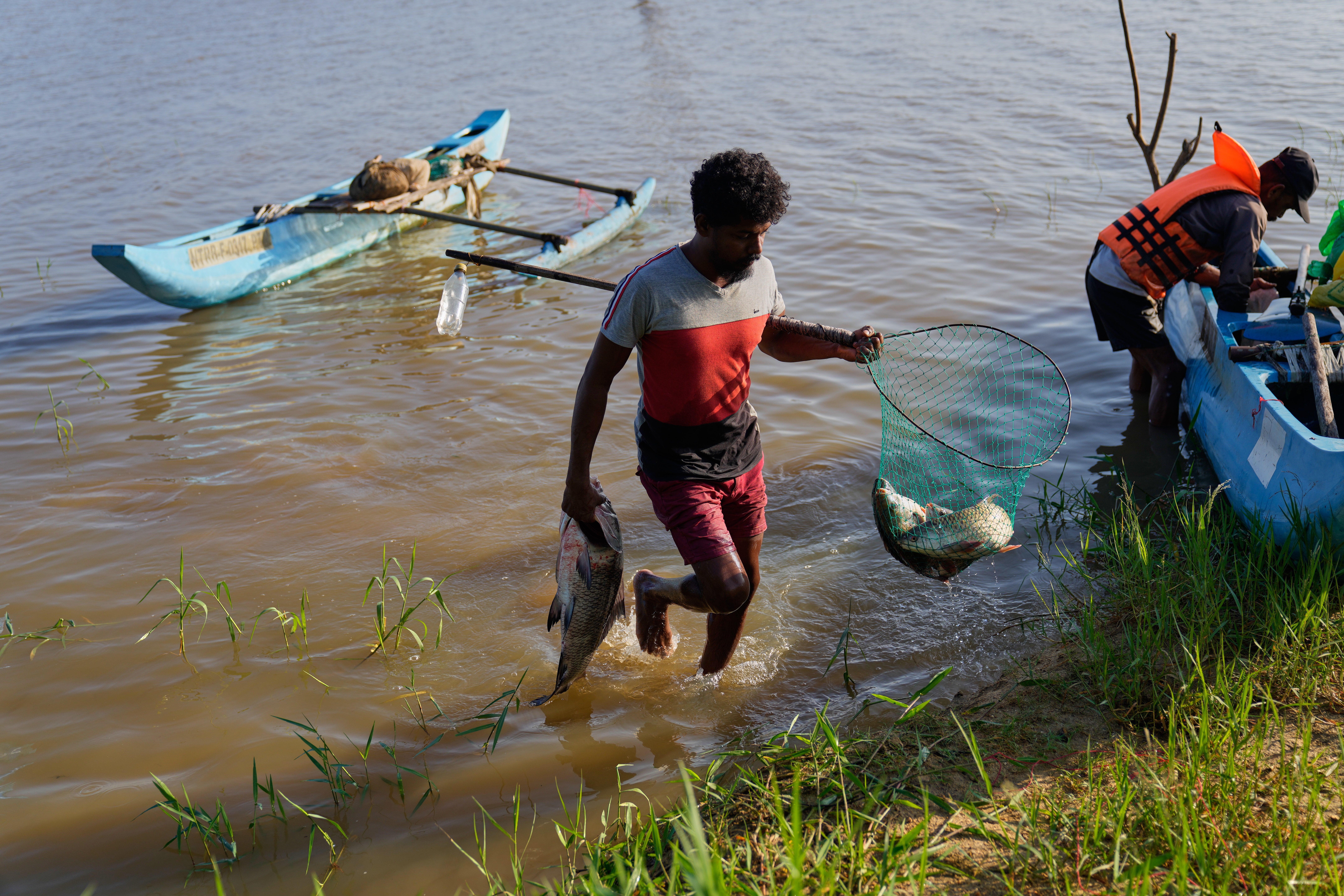 A fisherman brings his catch ashore from the Deduru Oya Reservoir, where giant snakehead fish have become an invasive species
