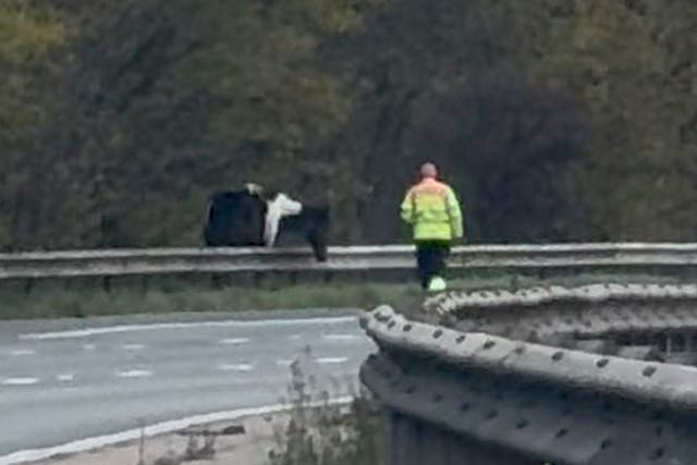 <p>A picture from the scene shows a horse standing behind a road barrier while a worker stands across the other side directing it to safety</p>