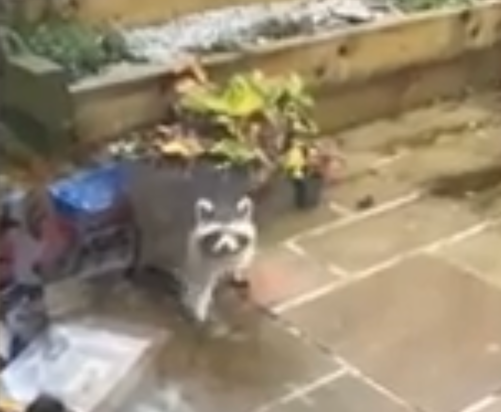 <p>Cornwall residents were earlier urged to keep an eye out for a raccoon, after an animal was seen on the loose in a resident’s garden</p>