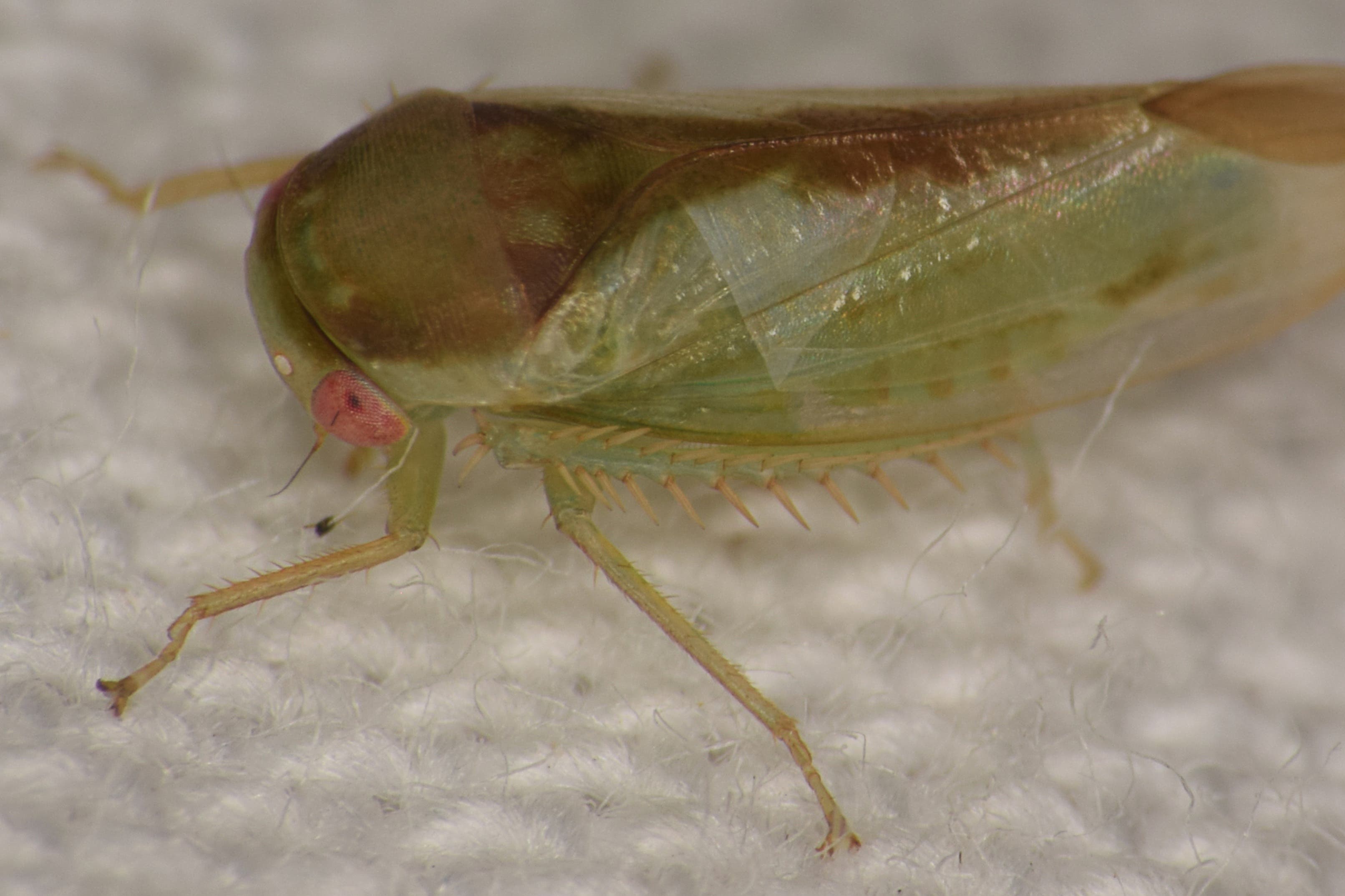 <p>Batracomorphus ruthae, one of the new leafhopper species discovered by Dr Alvin Helden of Anglia Ruskin University. </p>