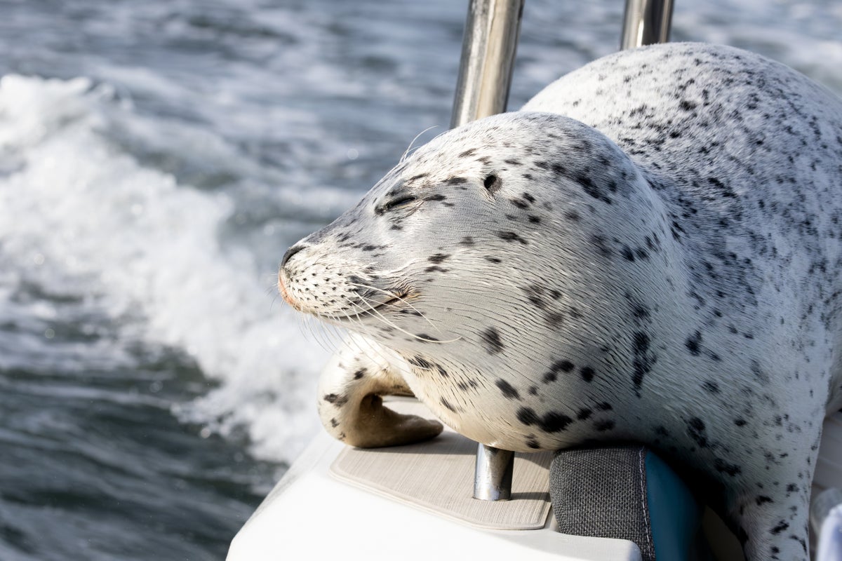 Wildlife photographer captures moment seal jumps onto boat to escape killer whales