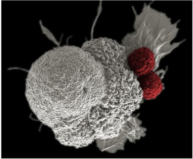 <p>EBV interacts in host cell nucleus</p>