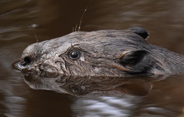 <p>Beavers were released at a Highland glen last month (Andrew Matthews/PA)</p>