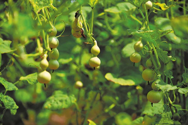 <p>Fully grown gourds hang from vines in Luzhuang village, Tangyi town of Liaocheng city, Shandong province </p>