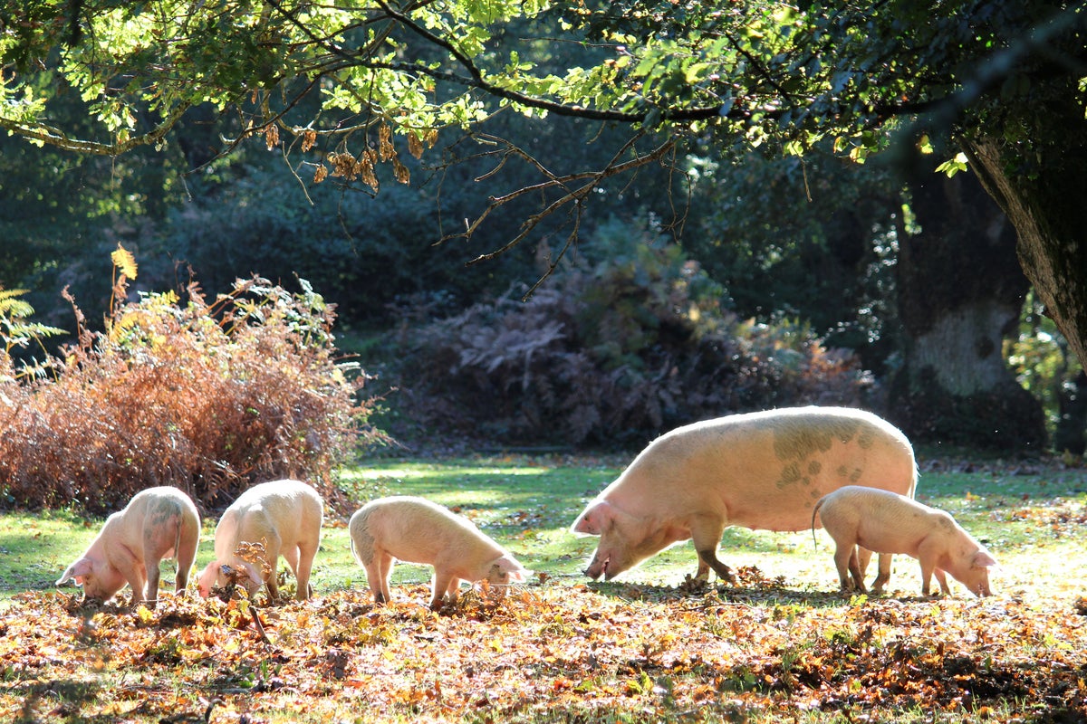 New Forest tourists issued warning about harassing pigs for selfies