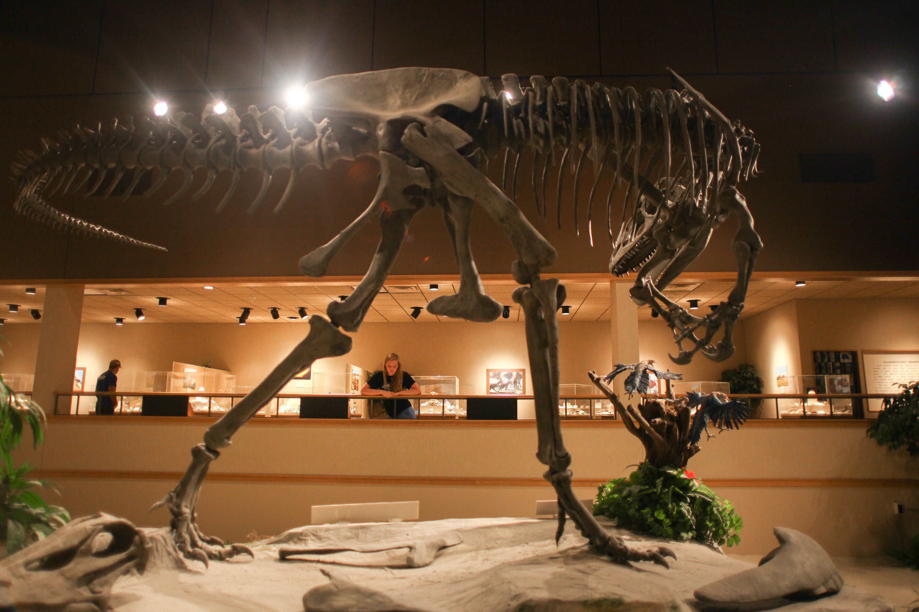 The Badlands Dinosaur Museum features 11 full-scale dinosaur skeletons