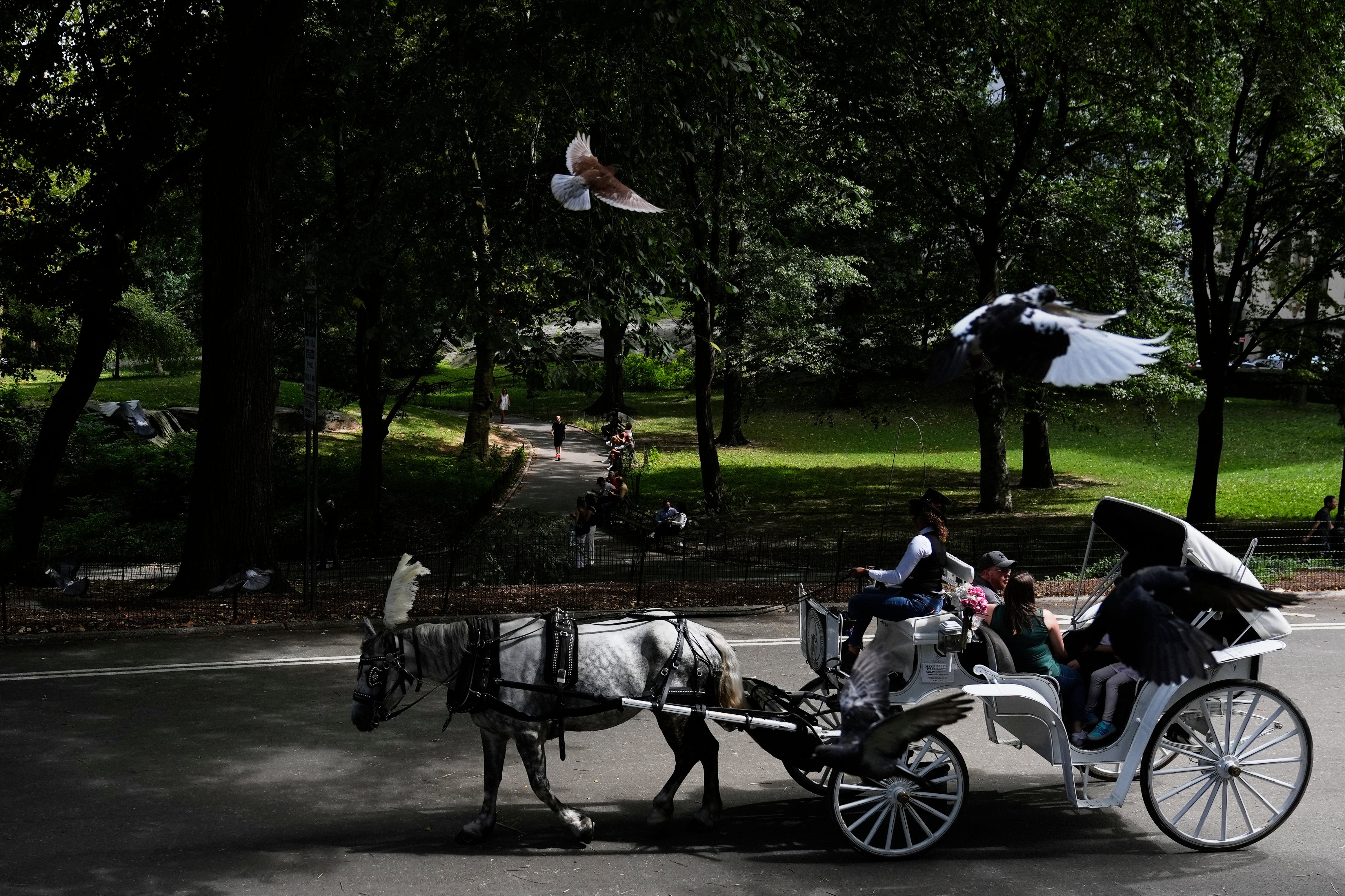 Central Park Horse Carriages