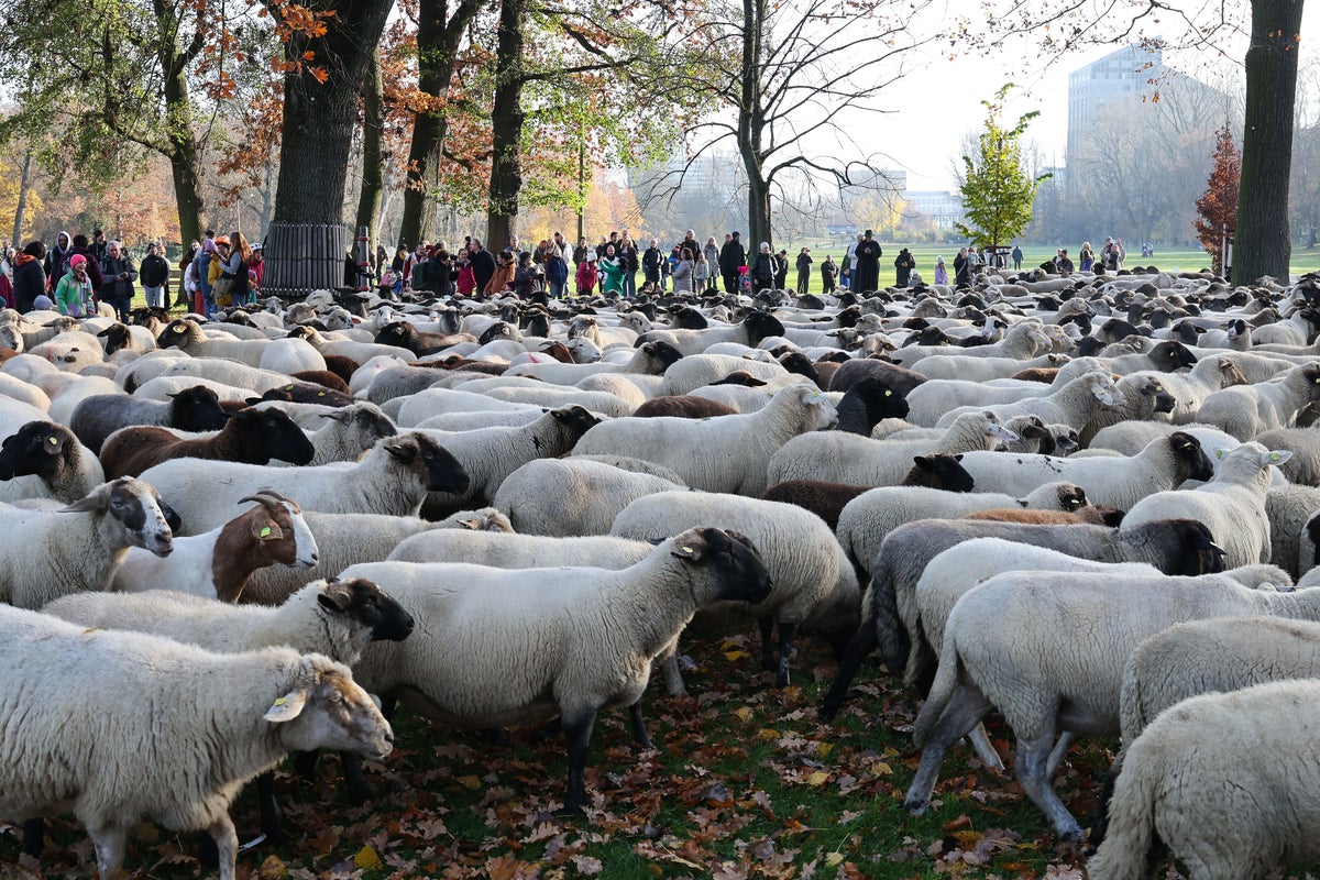 Make way for the flock! Hundreds of sheep head through German city to their winter pastures
