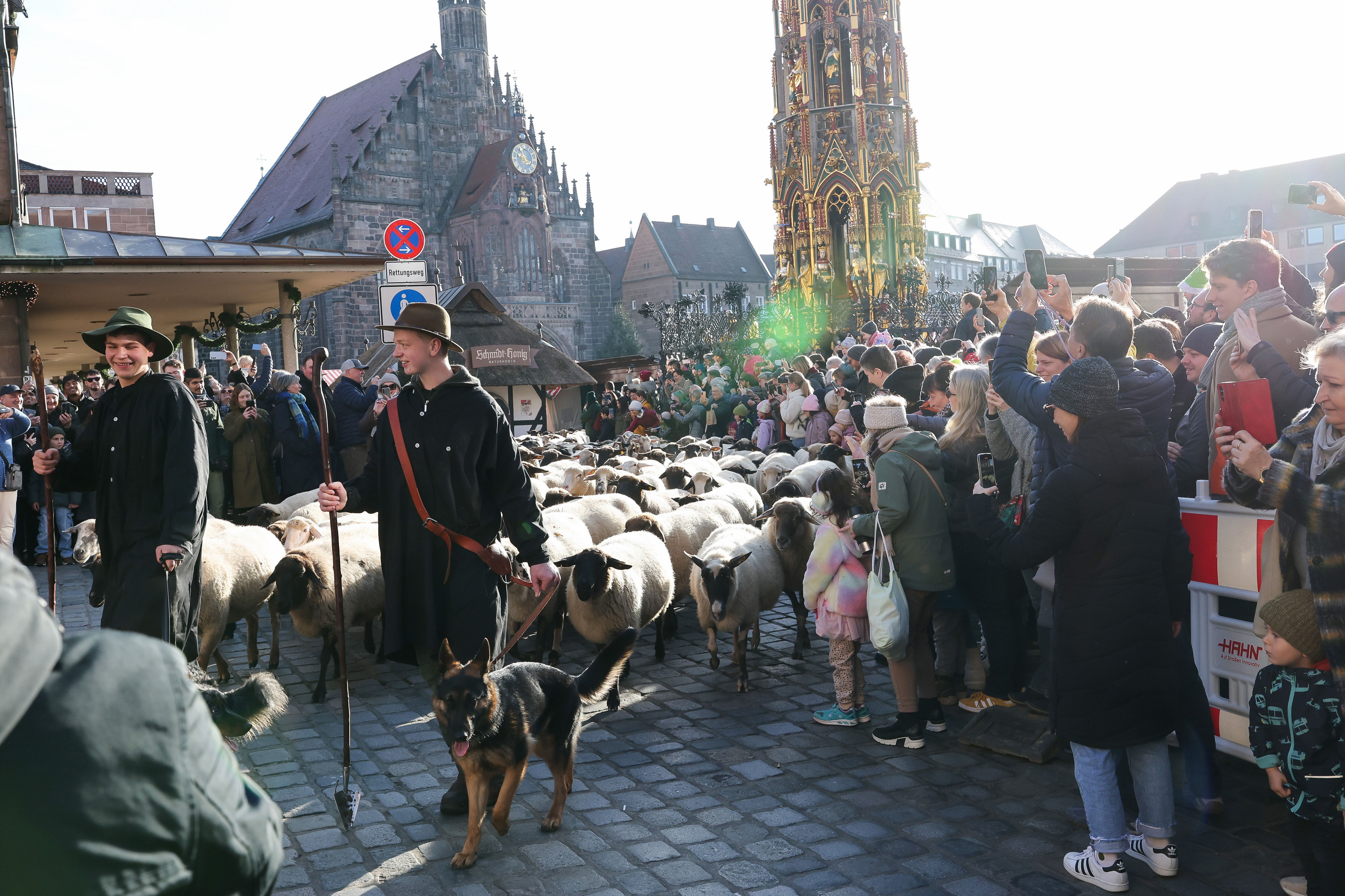 Germany City Sheep