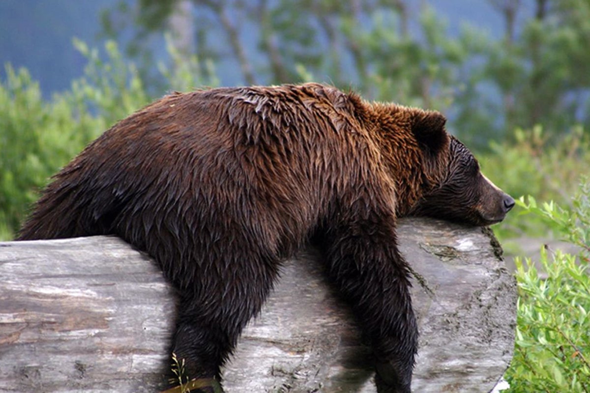 Single gene answerable for hibernation in mammals, research finds