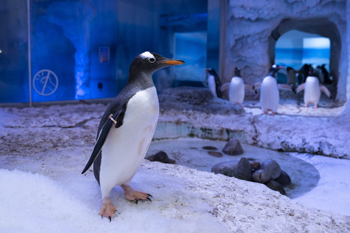 London Aquarium owner pledges to phase out gentoo penguins at UK facilities