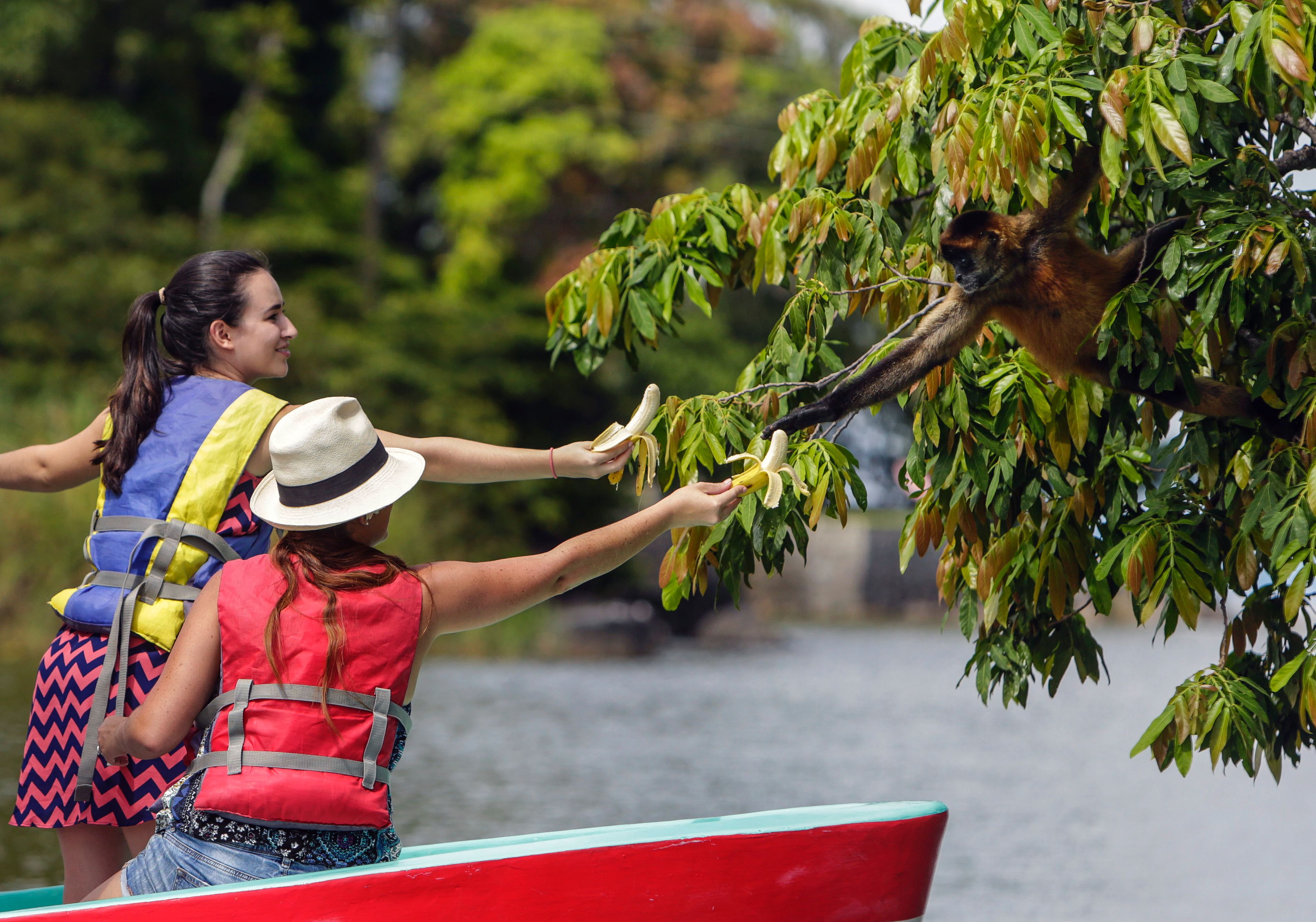 <p>Tourists on a boat on Lake Cocibolca feed a monkey at Monkey Island, near Granada, about 45km from Managua, Nicaragua, on October 29, 2016</p>