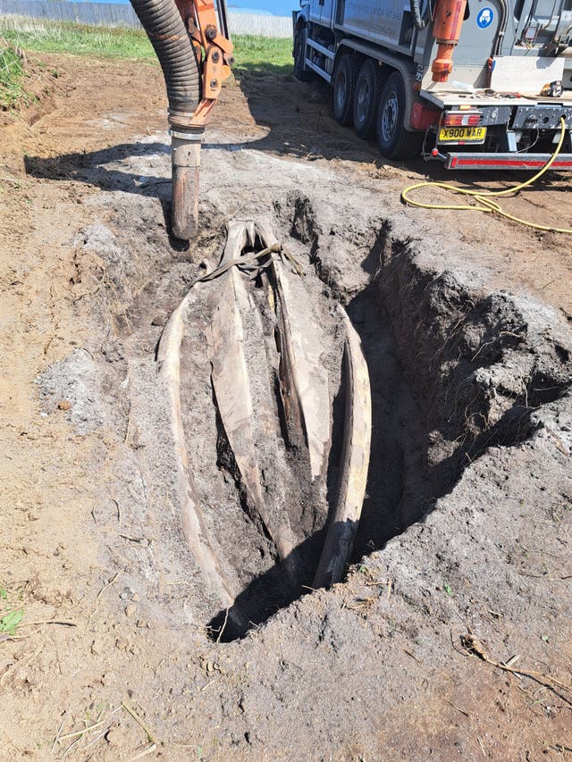 <p>The skull now sits in the Penryn Campus research field where it is being washed by the rain</p>