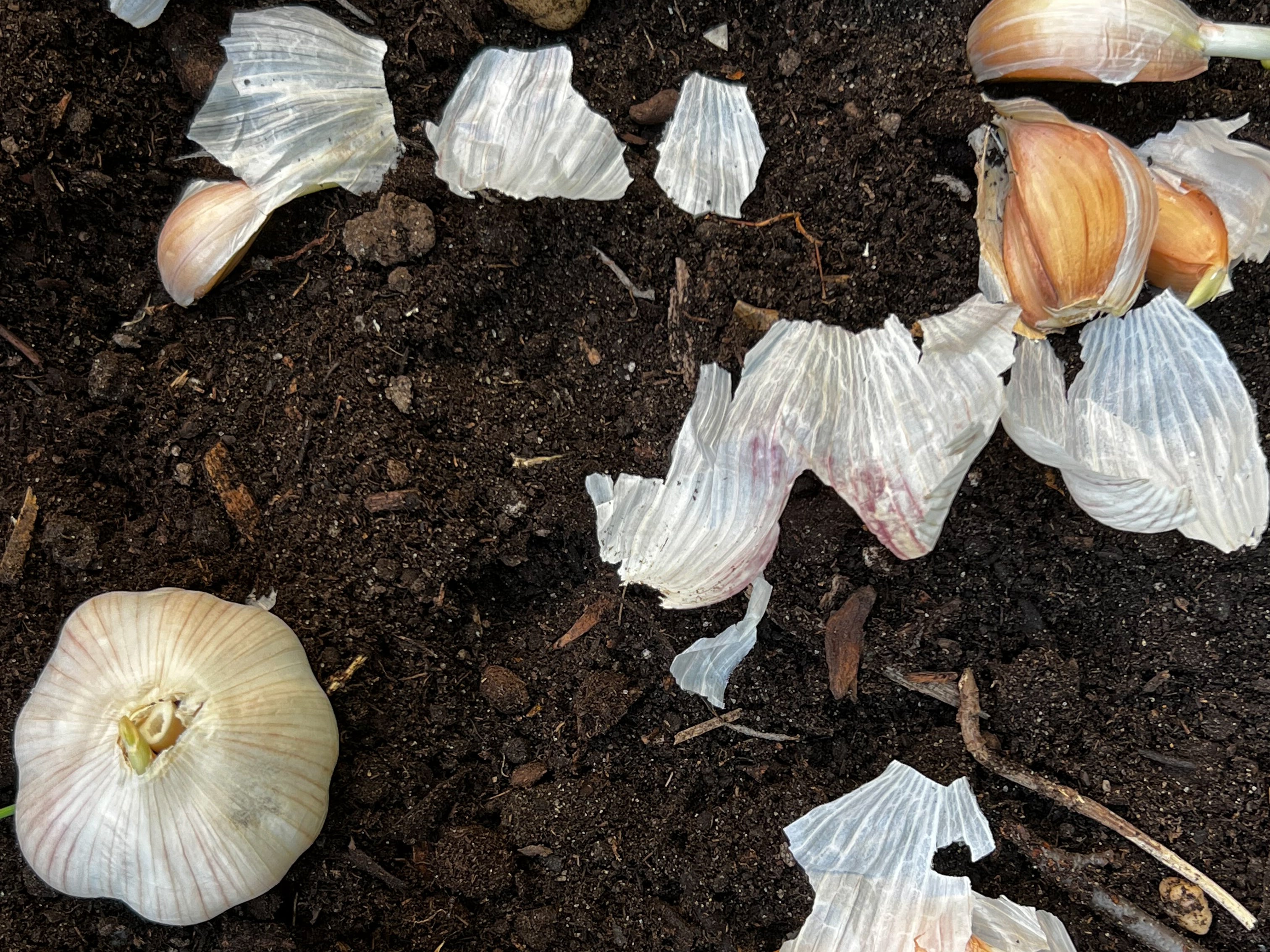 Gardening - Winter Chores