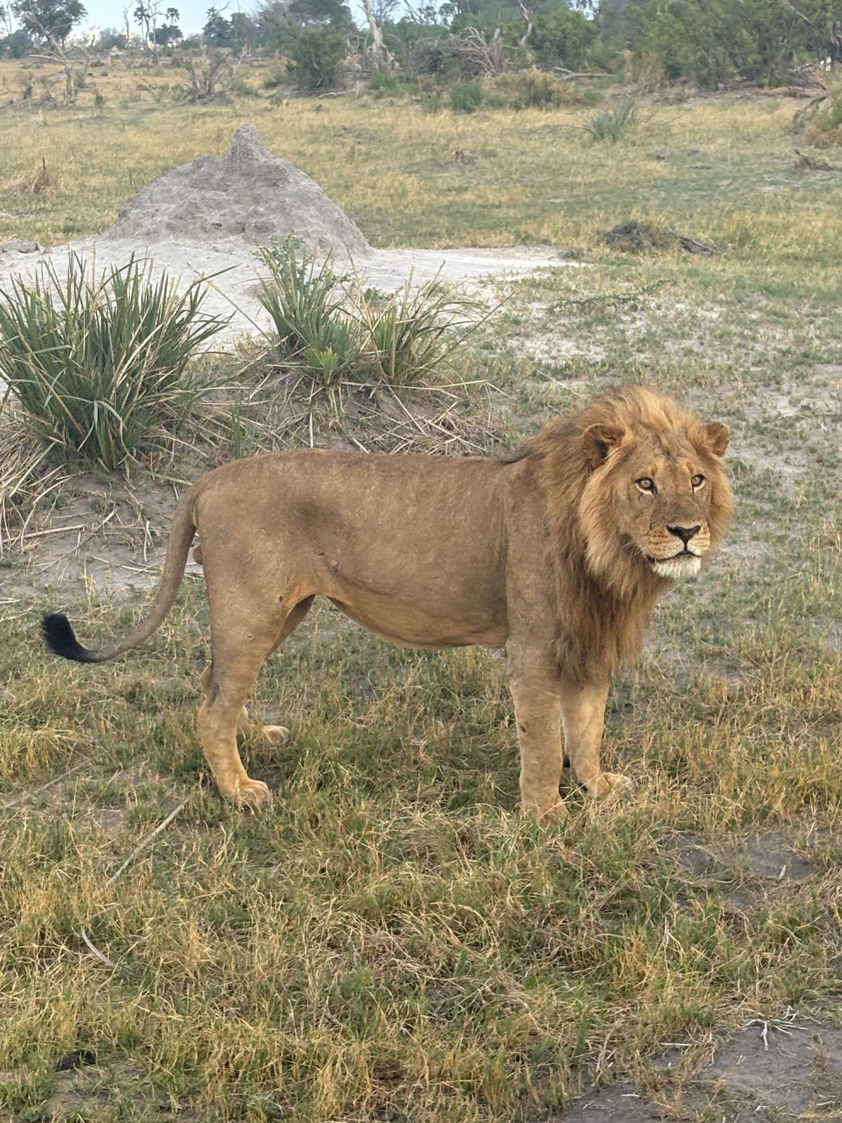 We kept bumping into a pair of mating lions – this was the male