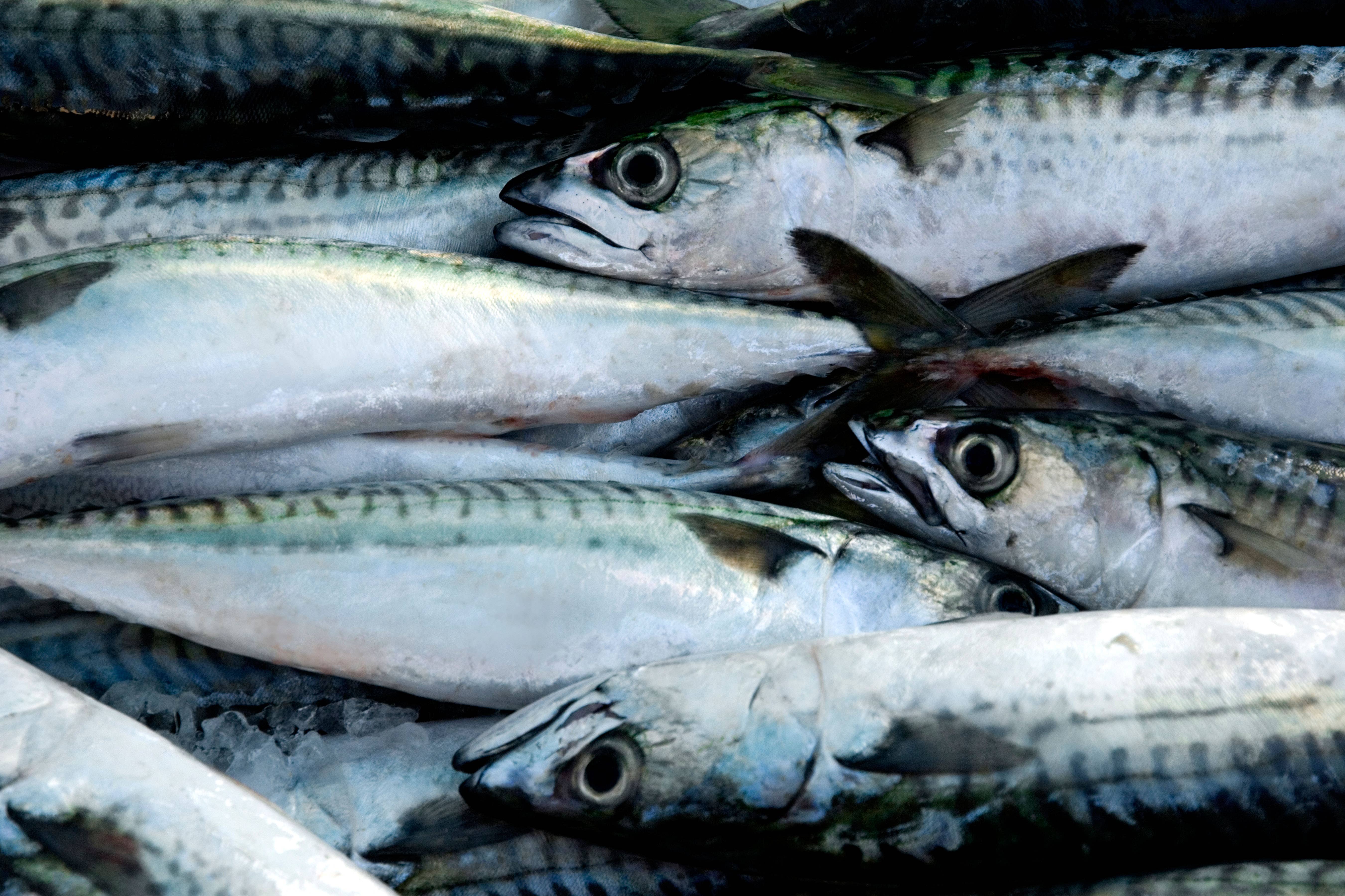 The UK and most other members of the North-East Atlantic Fisheries Commission voted against the plan for mackerel (Alamy/PA)