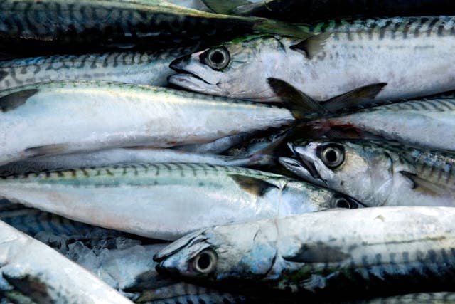 The UK and most other members of the North-East Atlantic Fisheries Commission voted against the plan for mackerel (Alamy/PA)