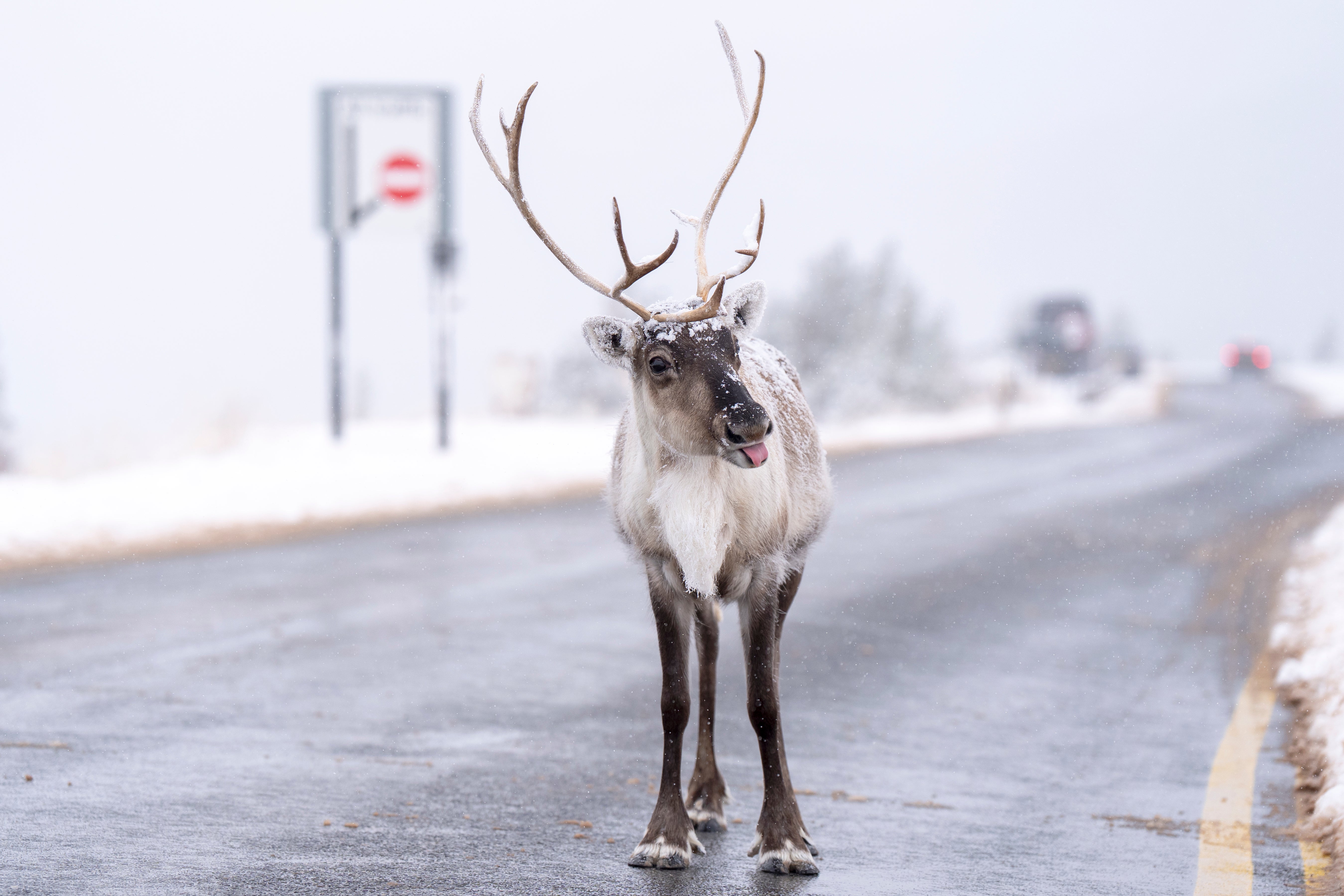 A member of the Cairngorm Reindeer Herd, Britain's only free-ranging herd of reindeer, found in the Cairngorm mountains in the Scottish Highlands
