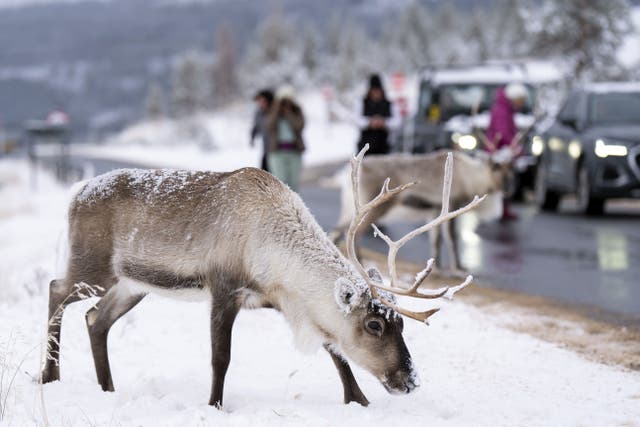 Reindeer stopping traffic on the road near Aviemore (Jane Barlow/PA)