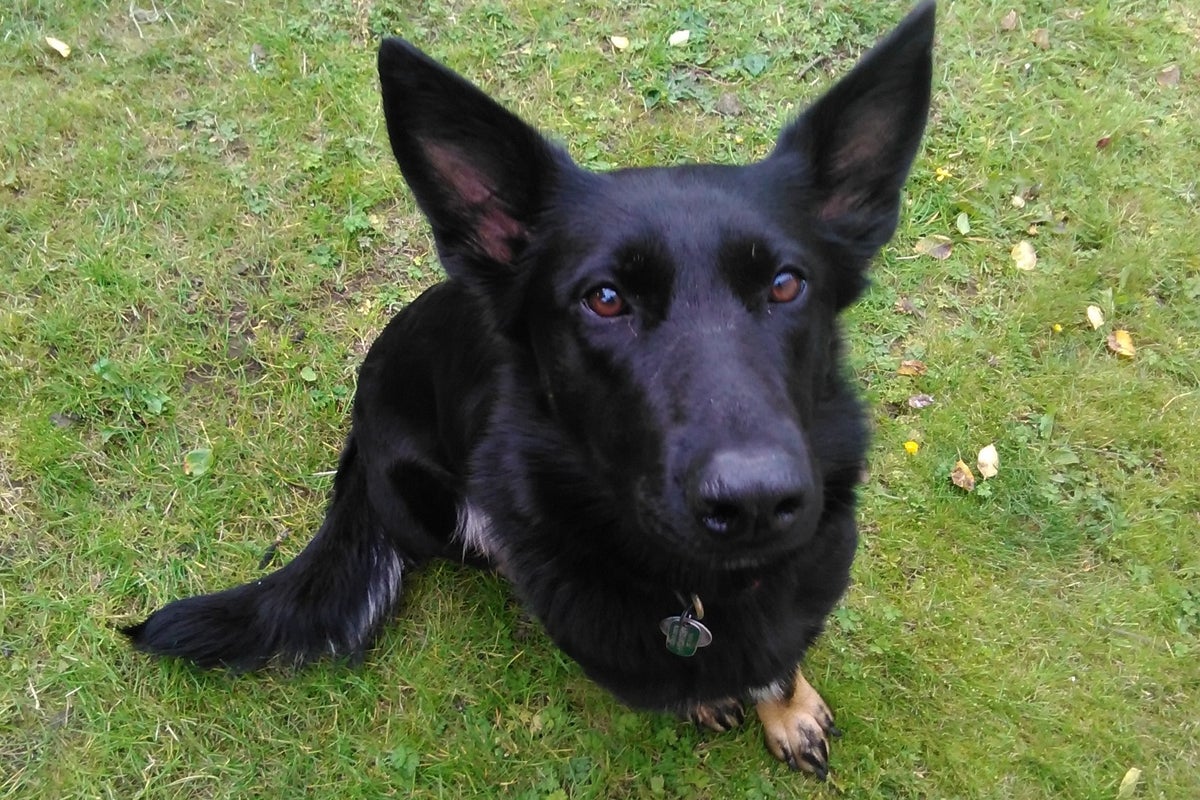 Driver for Amazon runs over dog, leaving family upset and facing huge vets' bills'