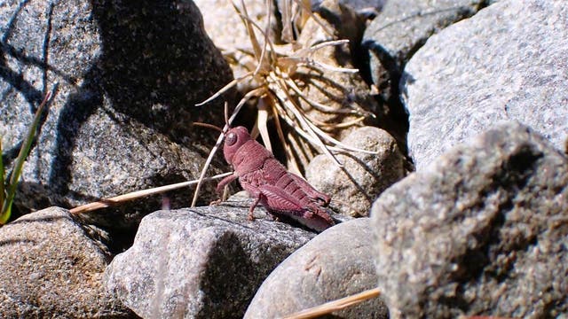 <p>Rare pink grasshopper spotted in New Zealand's Mackenzie basin</p>