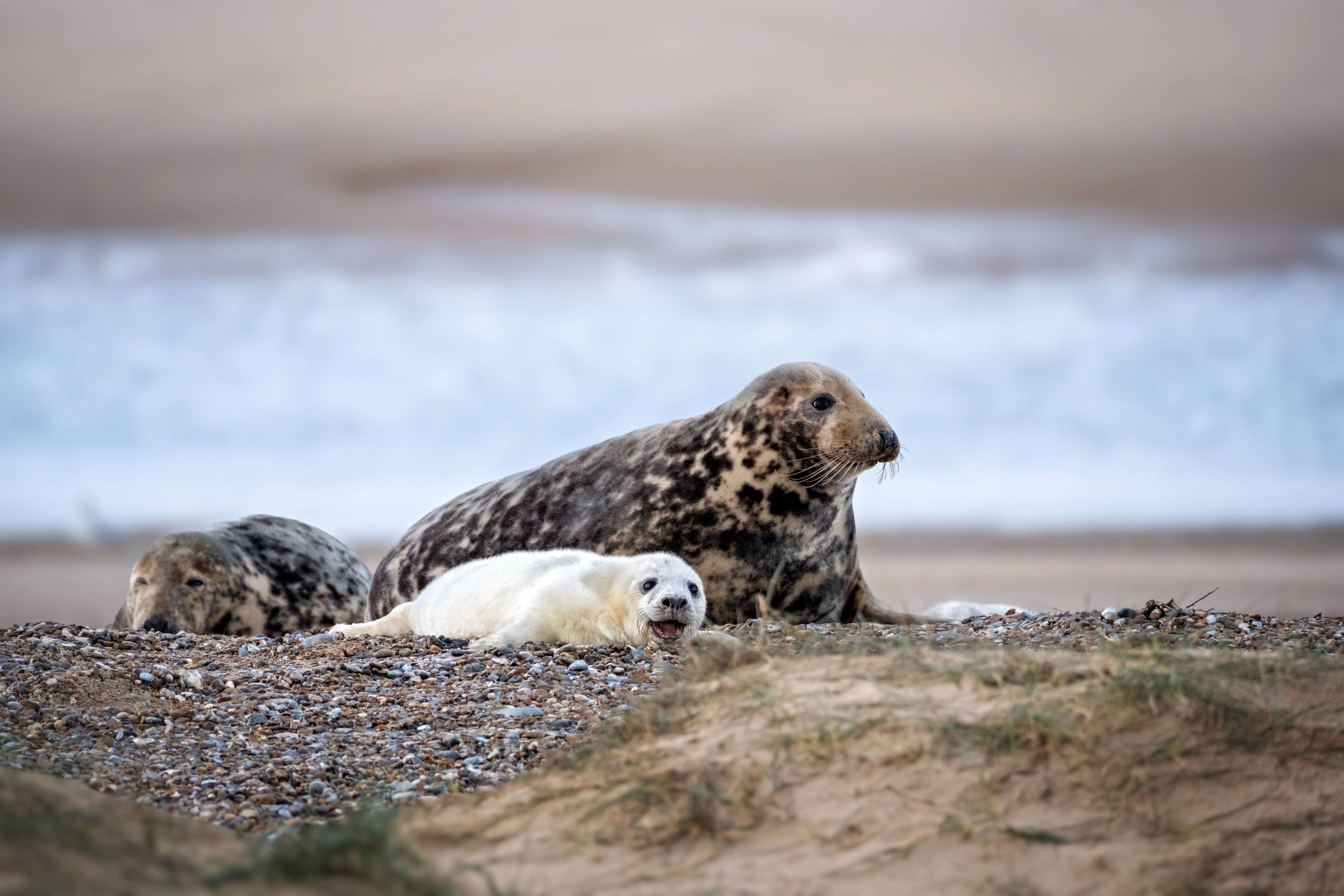 A grey seal with a young pup at Blakeney Point early in this year’s pupping season (National Trust Images/ Hanne Siebers/PA)