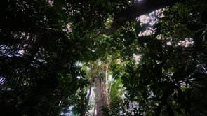 Climate COP30 Slave Descendants