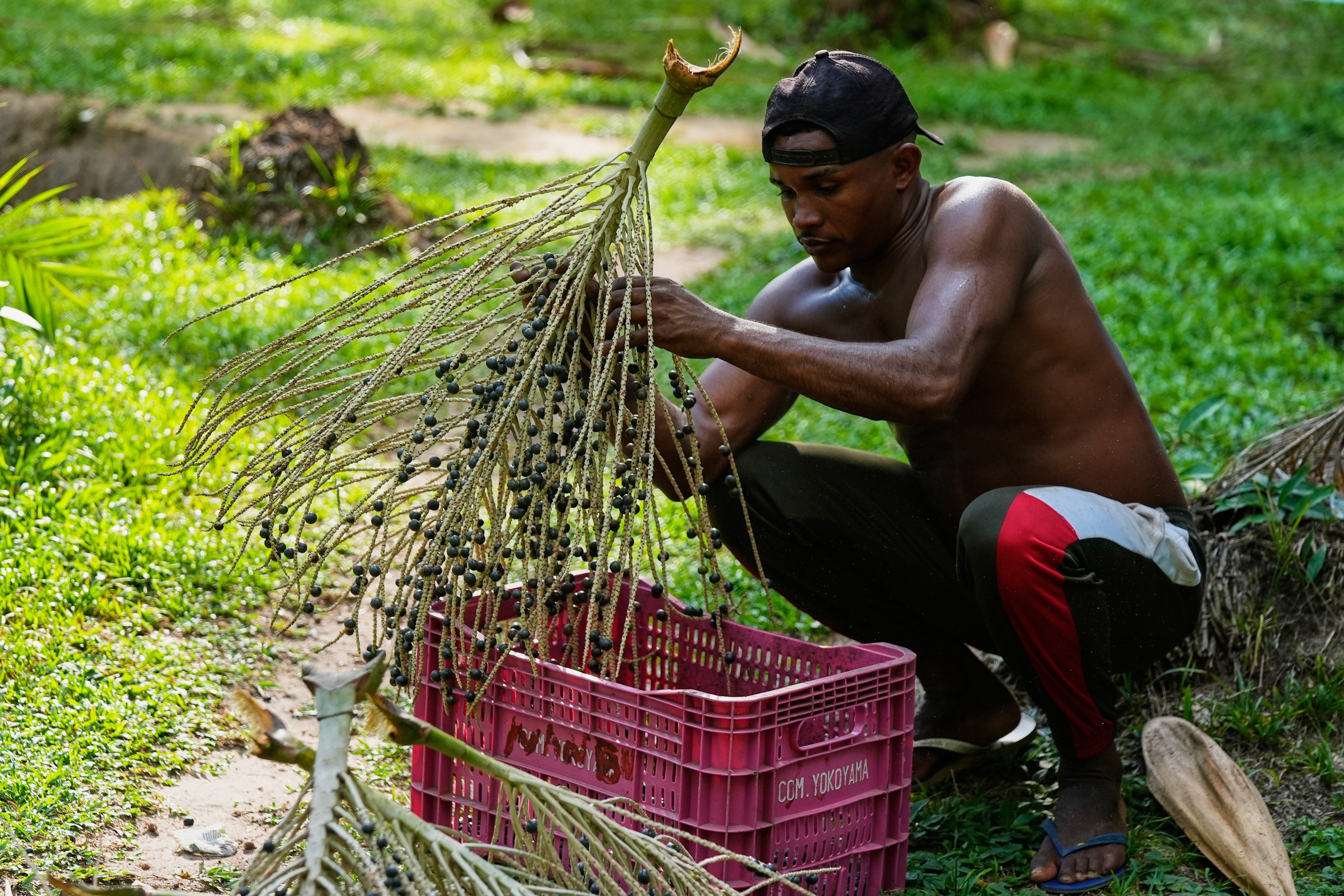 Climate COP30 Slave Descendants