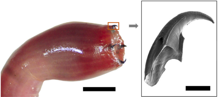 Ein Bild zeigt den umgestülpten Rüssel der Glycera dibranchiata (links) mit seinen Kupferzähnen neben einem elektronenmikroskopischen Bild (rechts) eines Kiefers