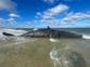 Dead sperm whale – weight of a fully loaded tractor-trailer – has washed ashore in Nantucket and officials aren’t sure how to move it