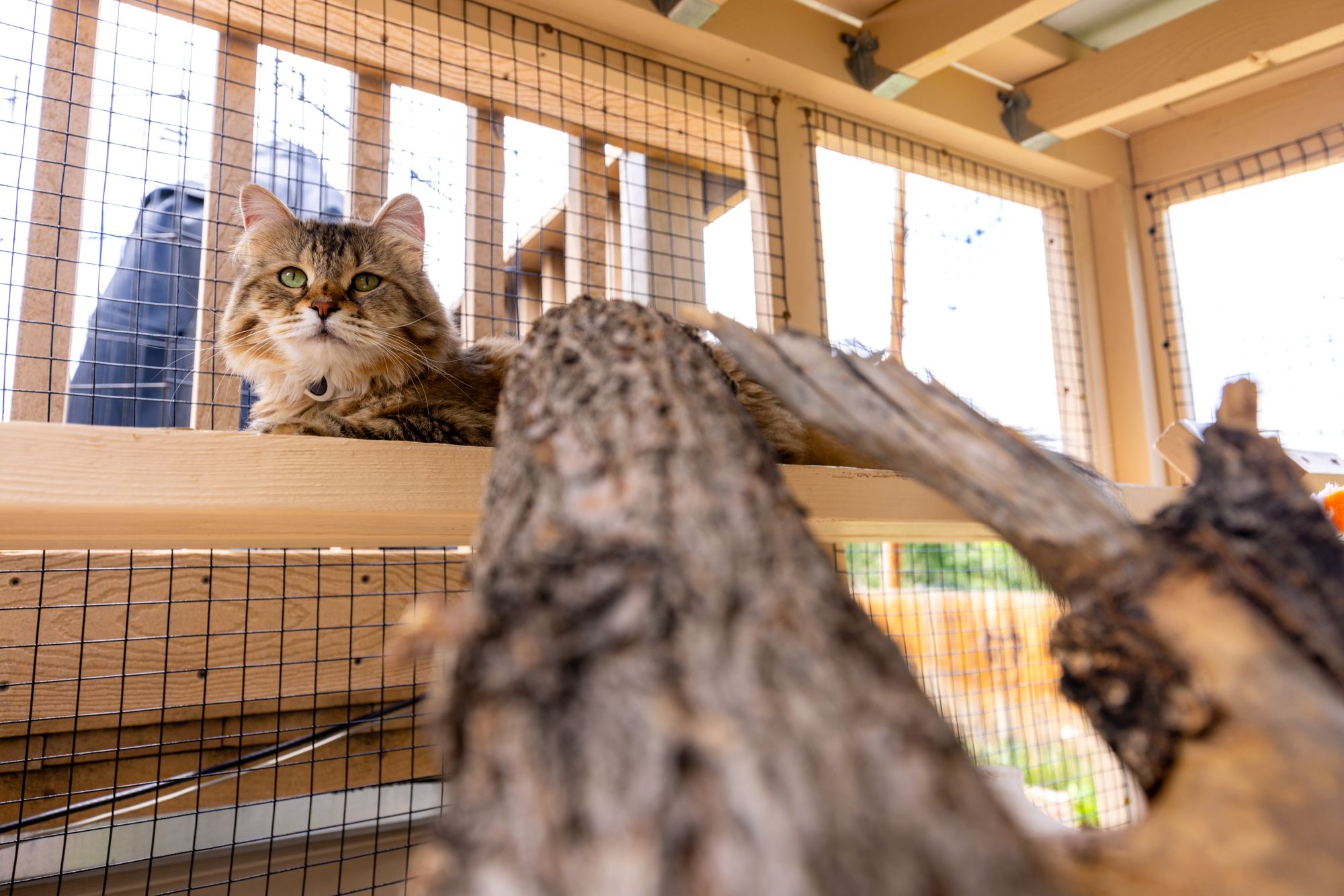 A cat inside of its wooden, fenced outdoor enclosure outside of a home in Colorado