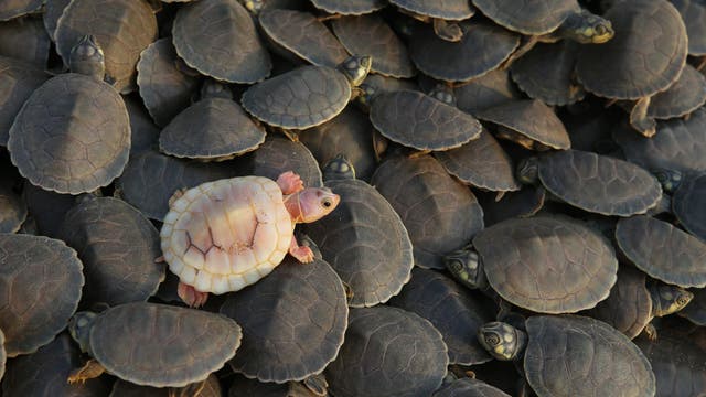 APTOPIX Brazil Turtles Released