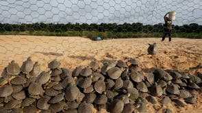 Brazil Turtles Released