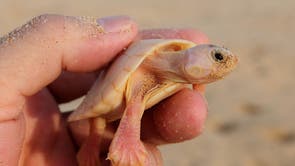 Brazil Turtles Released