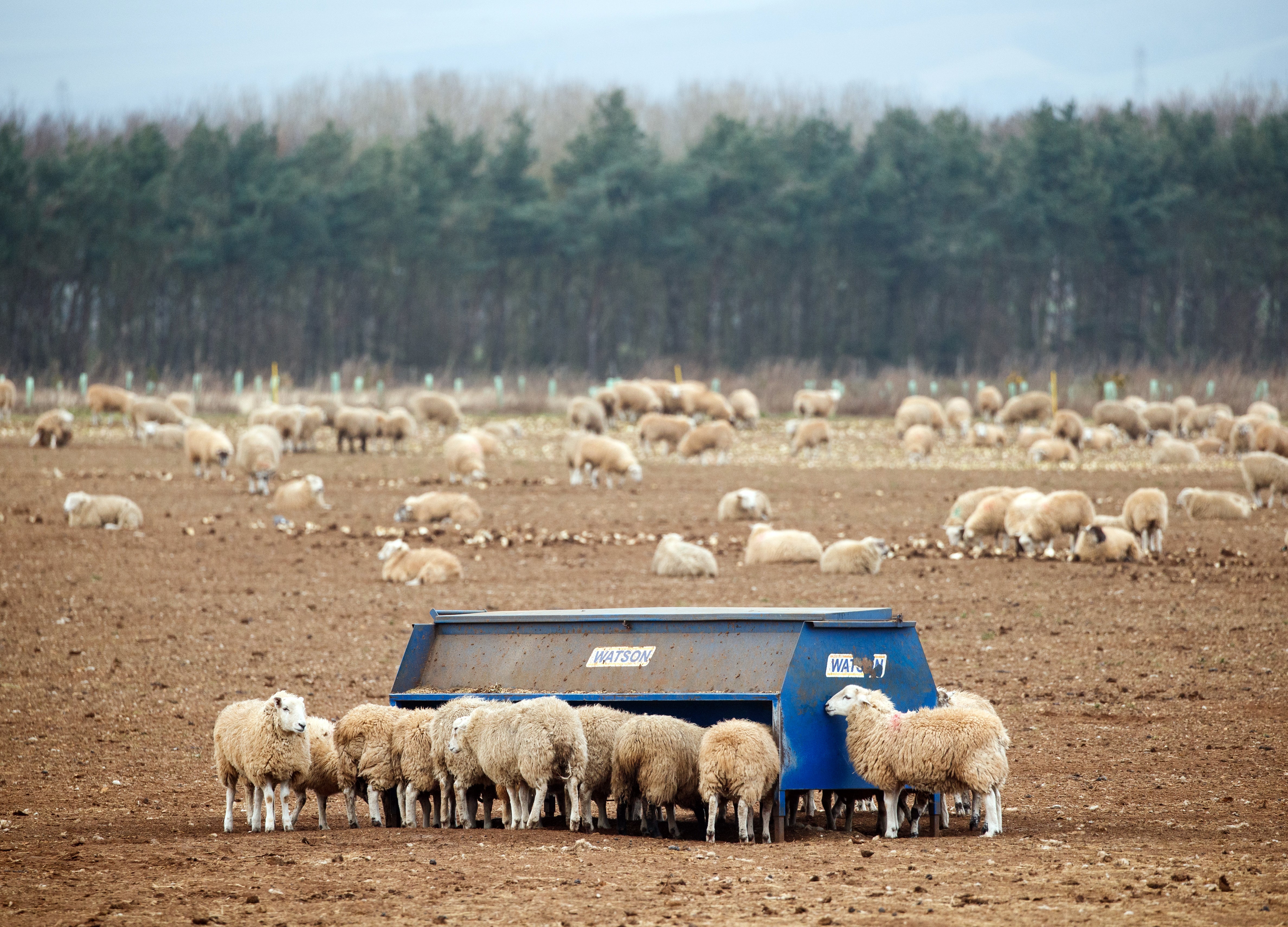 Sheep on a farm in North Yorkshire