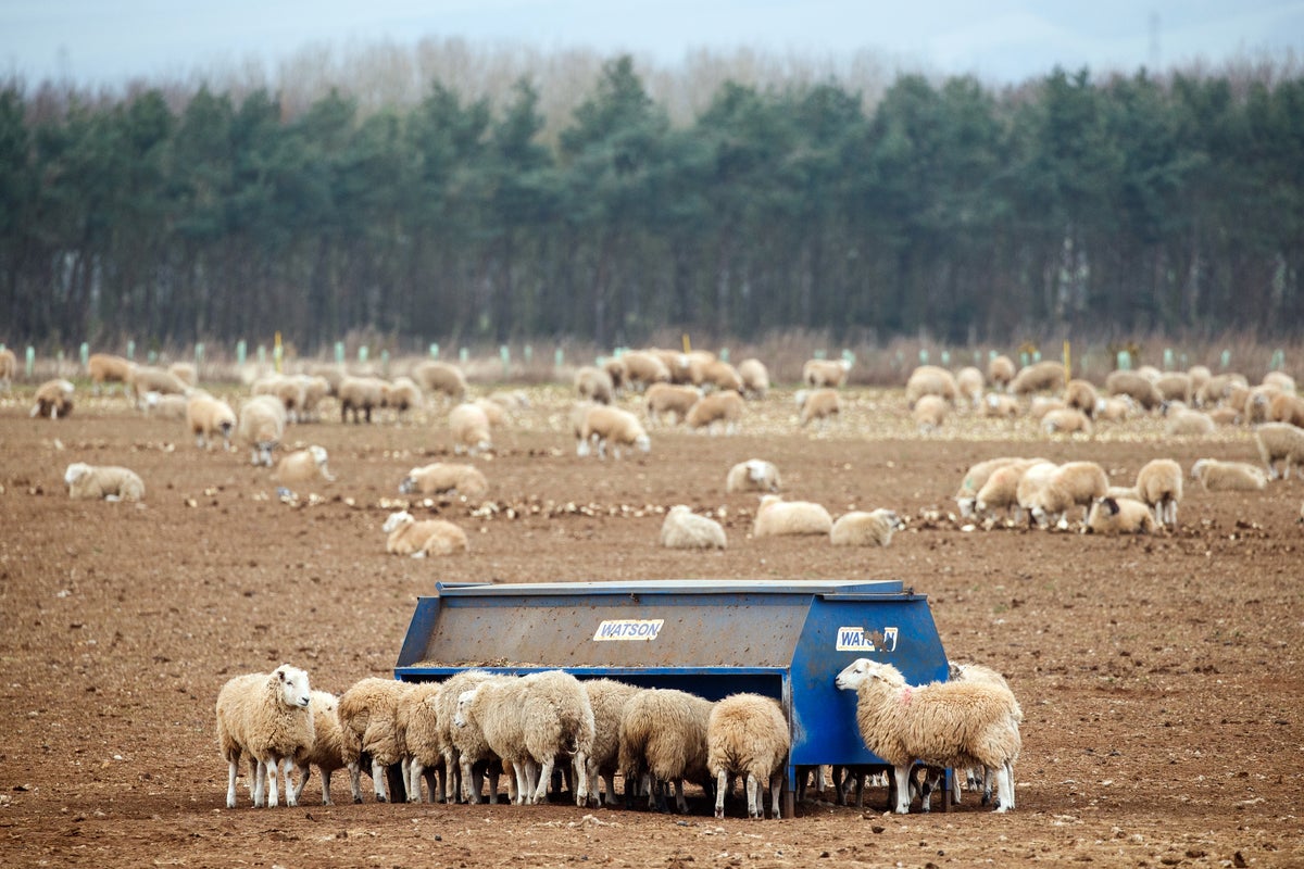 Dog owners now face unlimited fines under new laws aimed at protecting farm animals