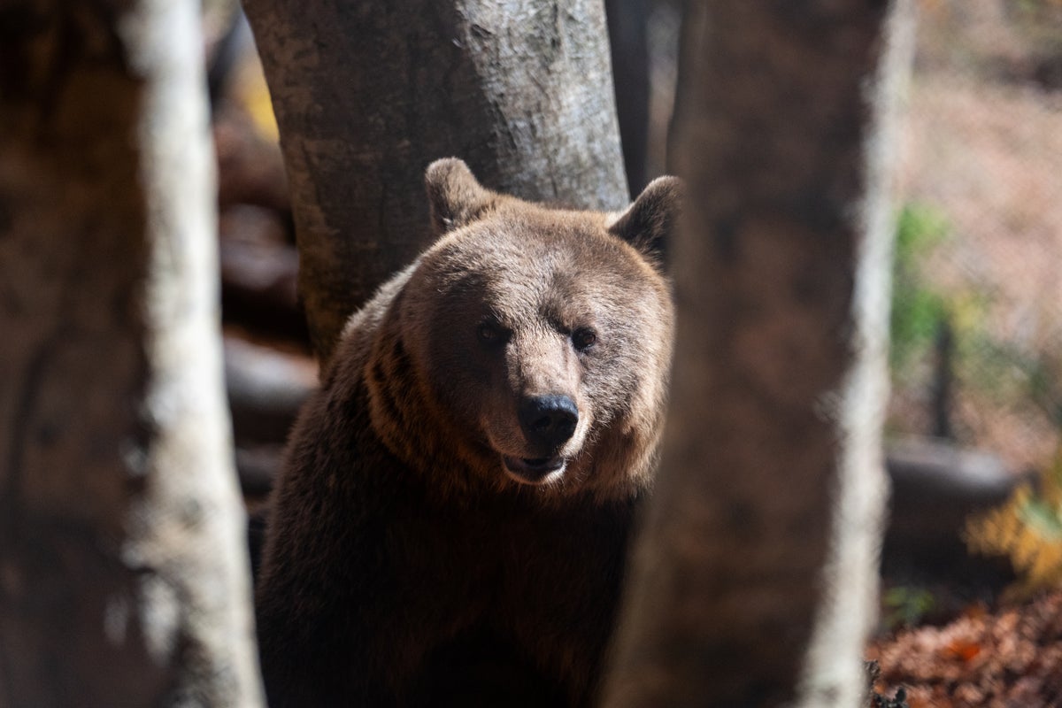 Bears in the backyard, wolves at the door: Greek villages have a growing predator problem