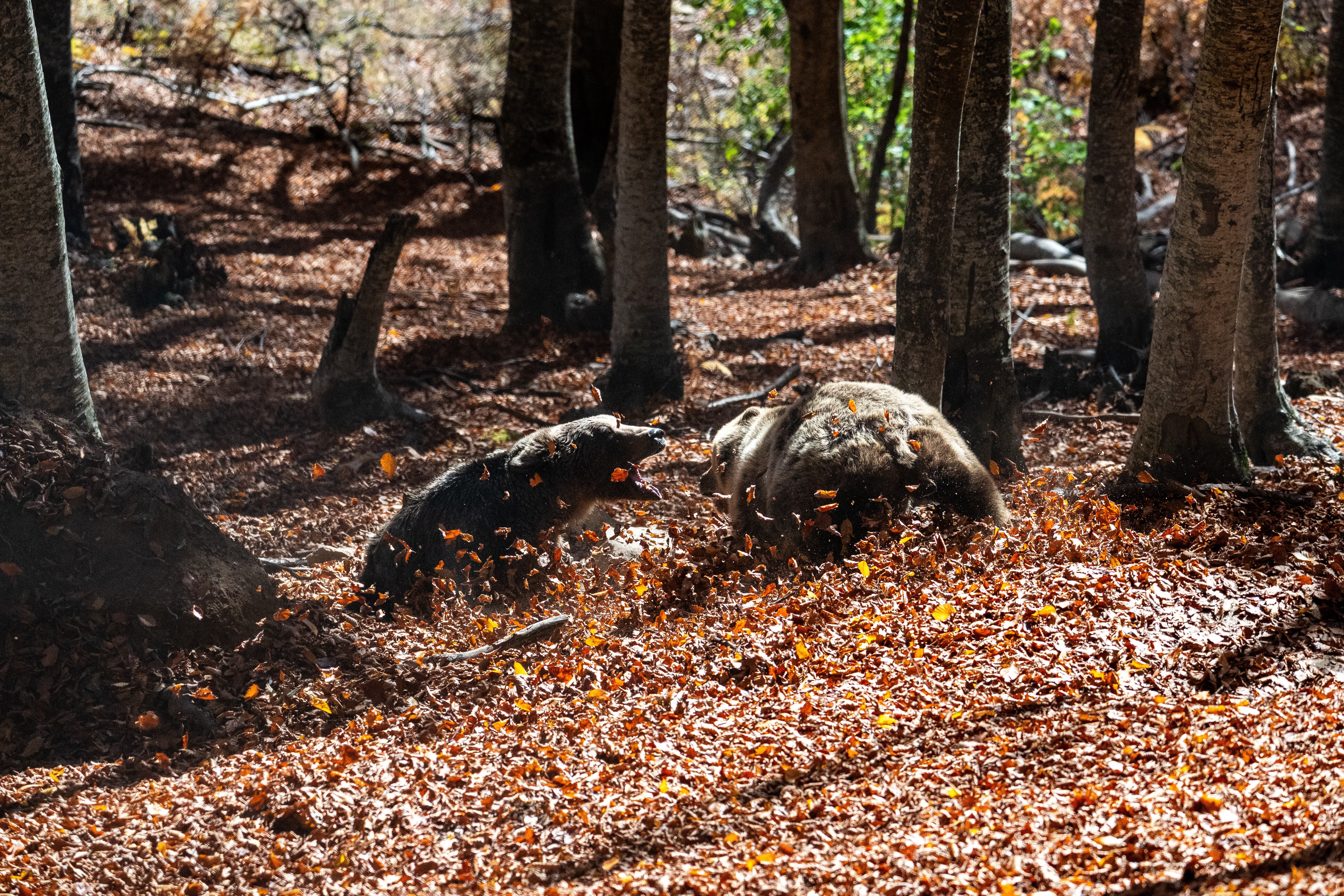 Two brown bears wrestle inside the Arcturos sanctuary in Nymfaio, northern Greece, on Thursday, Oct. 30, 2025. (AP Photo/Giannis Papanikos)