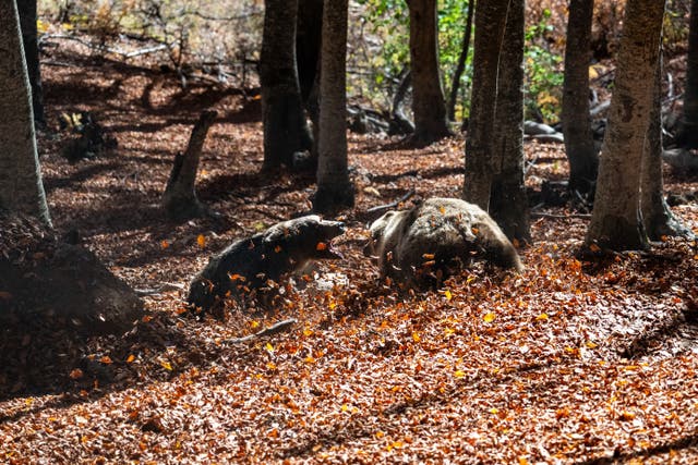 <p>Two brown bears wrestle inside the Arcturos sanctuary in Nymfaio, northern Greece, in October</p>