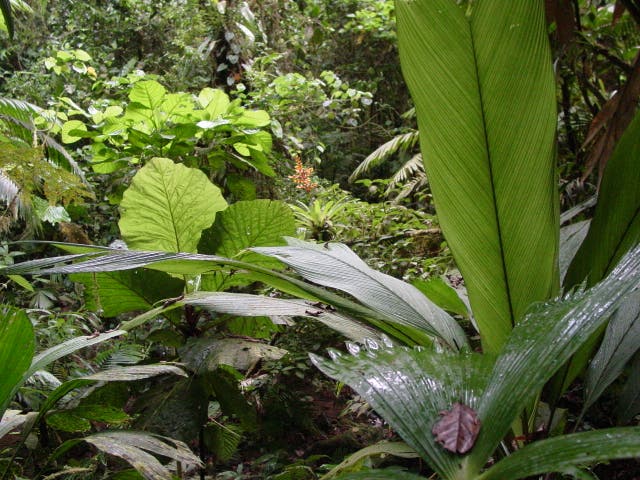 <p>Jungle joy: 'It’s got everything that you need to survive'</p>