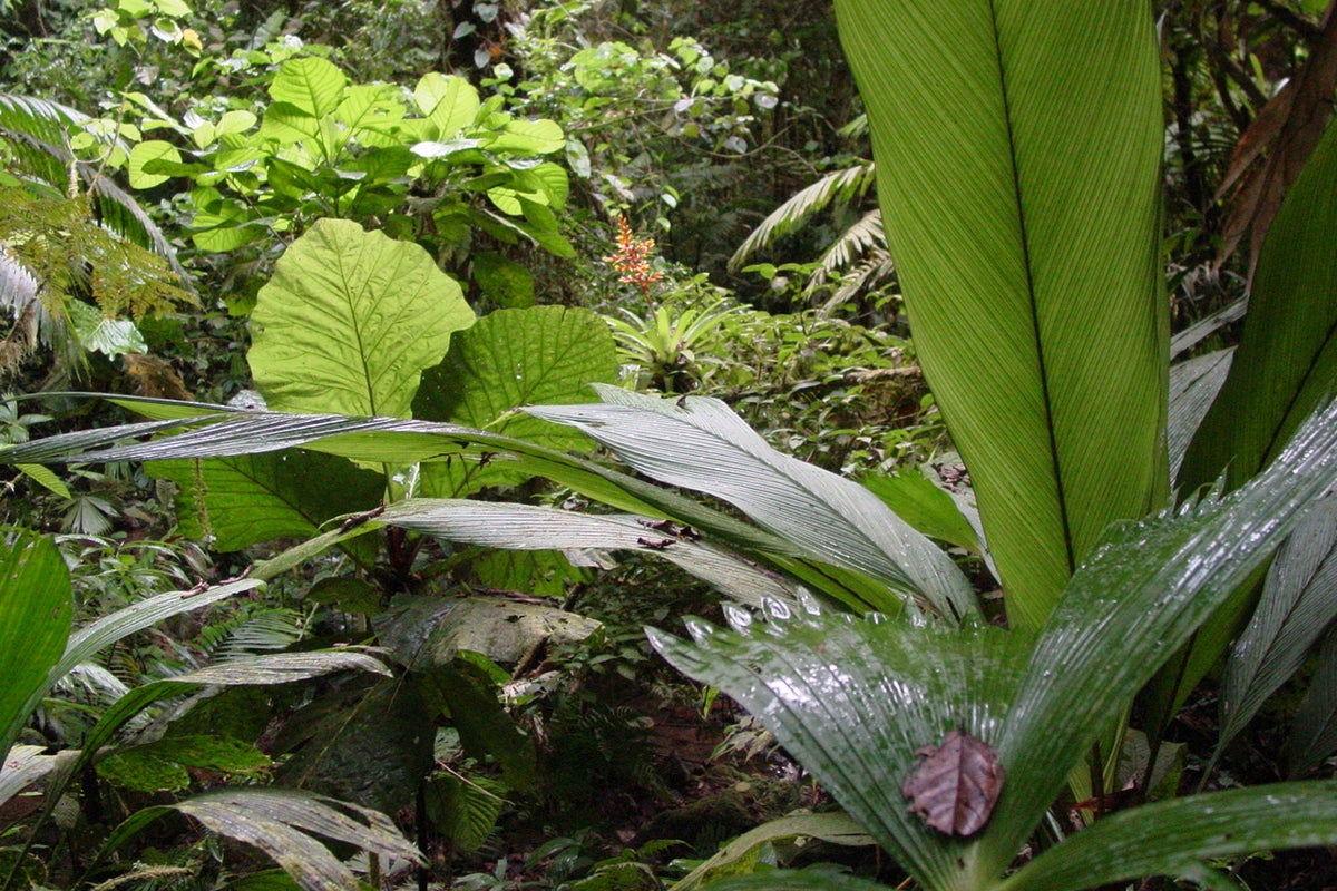 How to survive in the jungle, from a top travel medicine specialist – UK Times