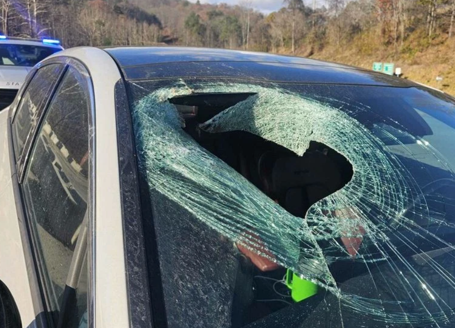 A driver's windscreen was left shattered after a bald eagle dropped a cat through the glass