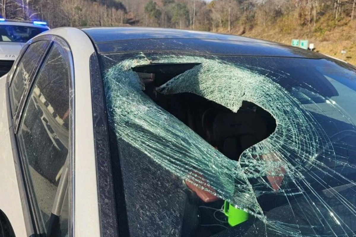 Driver left dumbfounded in 911 call after Bald Eagle drops cat through her windshield: ‘You may not believe me’